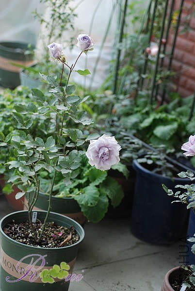 DSC_6630.jpg