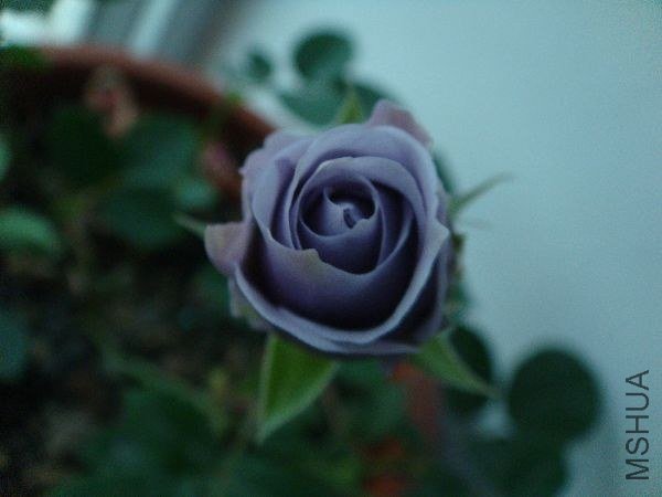 nEO_IMG_DSC05175.jpg