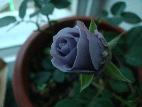 nEO_IMG_DSC05176.jpg
