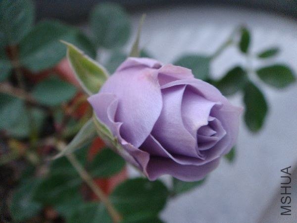 nEO_IMG_DSC05178.jpg