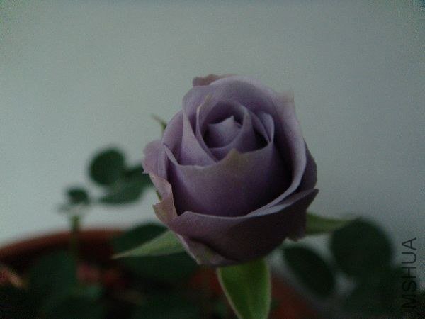 nEO_IMG_DSC05183.jpg