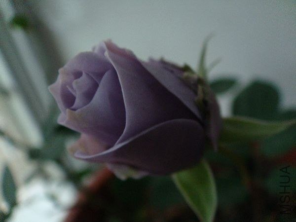 nEO_IMG_DSC05188.jpg
