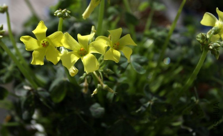 IMG_0848.2012.11.26.jpg