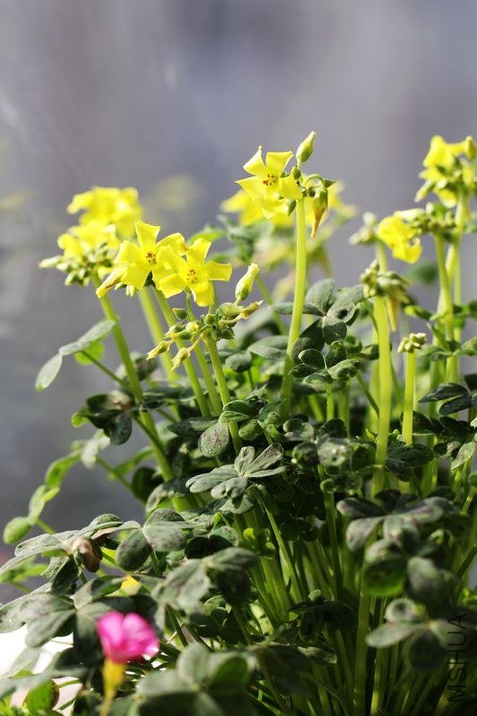 IMG_0765.2012.11.24.jpg