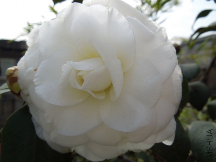 DSCN1654.JPG