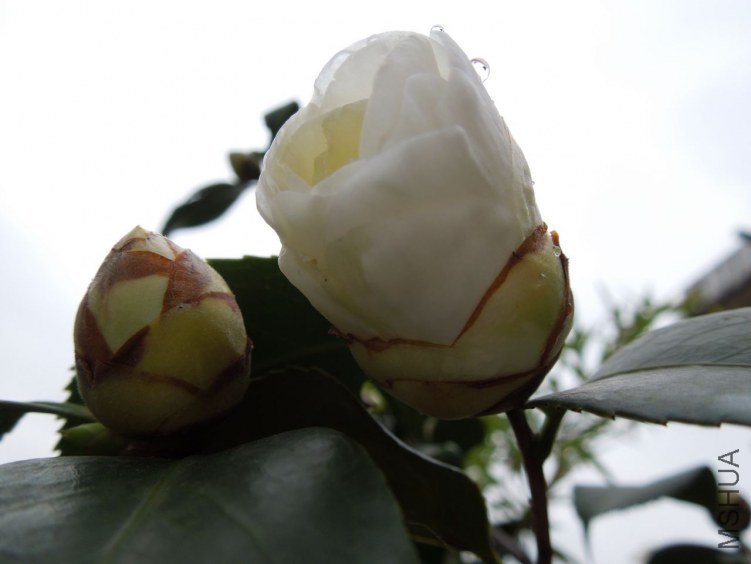 DSCN1644.JPG