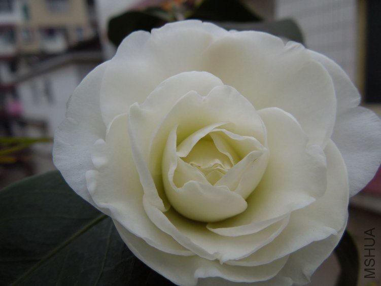 DSCN1669.JPG