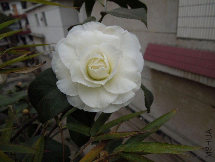DSCN1674.JPG