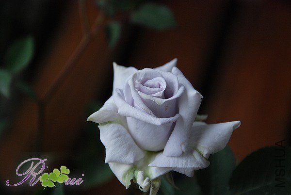DSC_7327.jpg