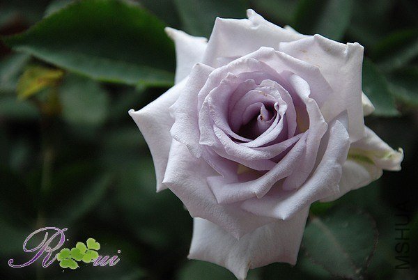 DSC_7491.jpg