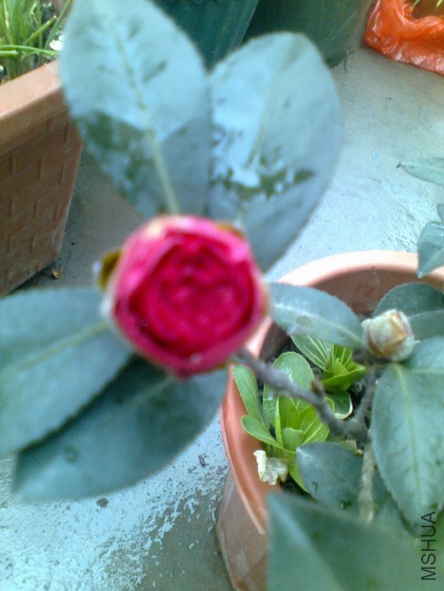 20121226084.jpg