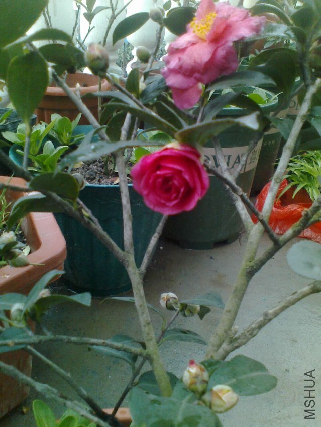 20121226085.jpg