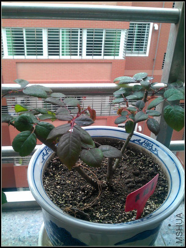 IMAG0492.jpg