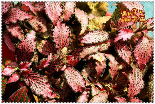 ��Ƭ 045_����.jpg