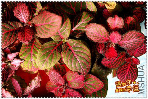 ��Ƭ 047_��ת_����.jpg