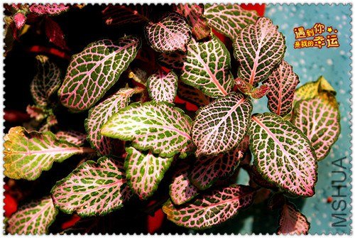 ��Ƭ 048_��ת_����.jpg