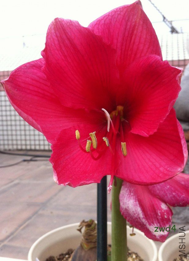 ��ɫ����