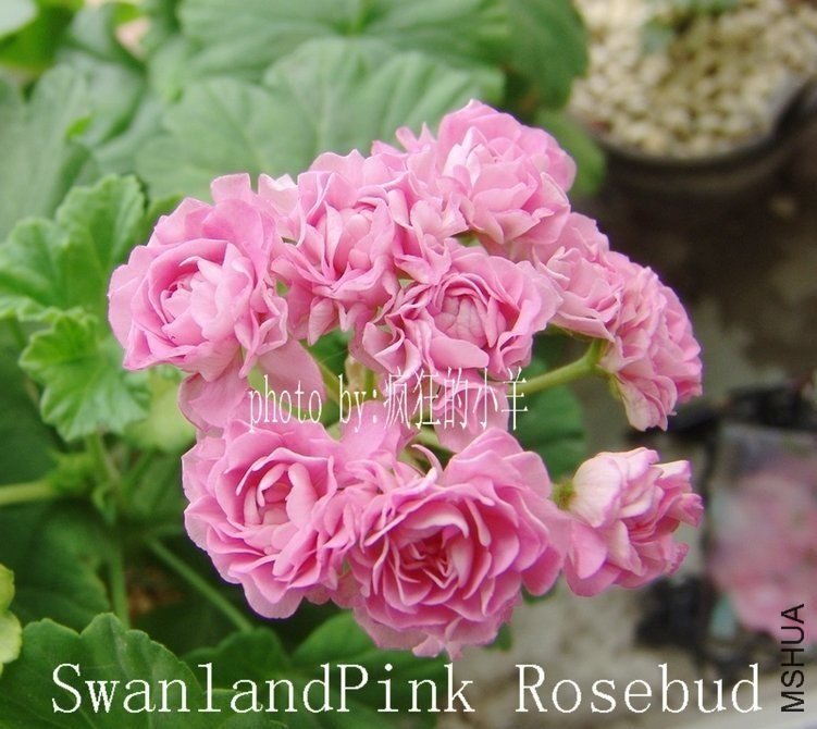 ϣ��������1