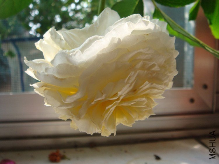 DSC01258.JPG