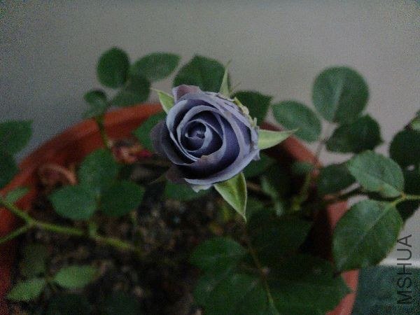 nEO_IMG_DSC05198.jpg