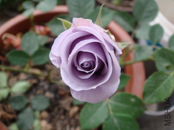 nEO_IMG_DSC05199.jpg