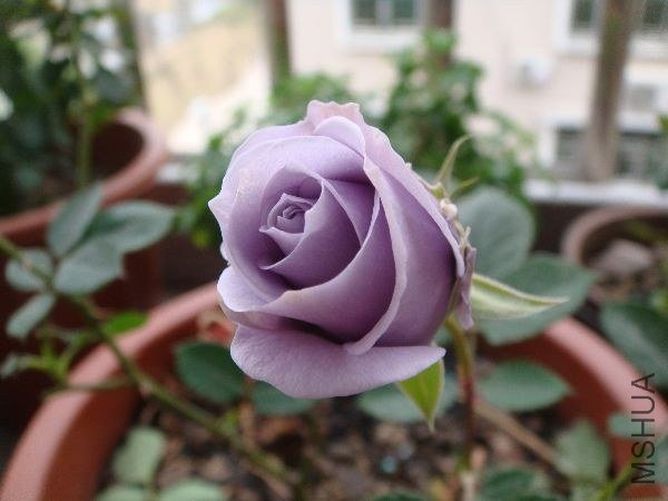 nEO_IMG_DSC05200.jpg