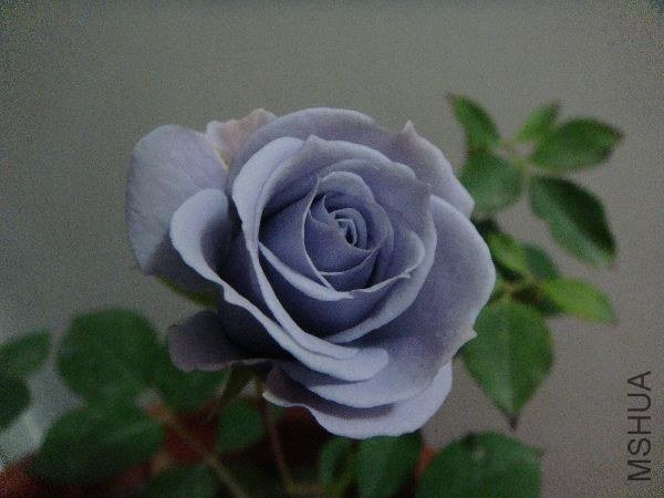 nEO_IMG_DSC05209.jpg