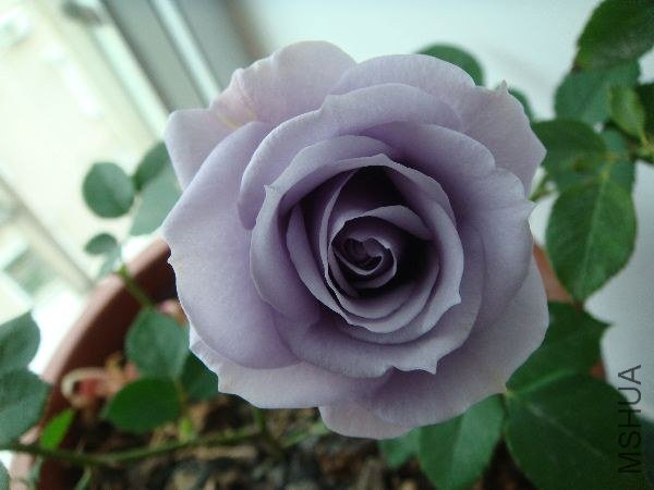 nEO_IMG_DSC05211.jpg