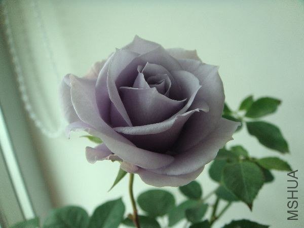 nEO_IMG_DSC05212.jpg