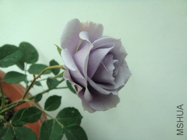 nEO_IMG_DSC05213.jpg