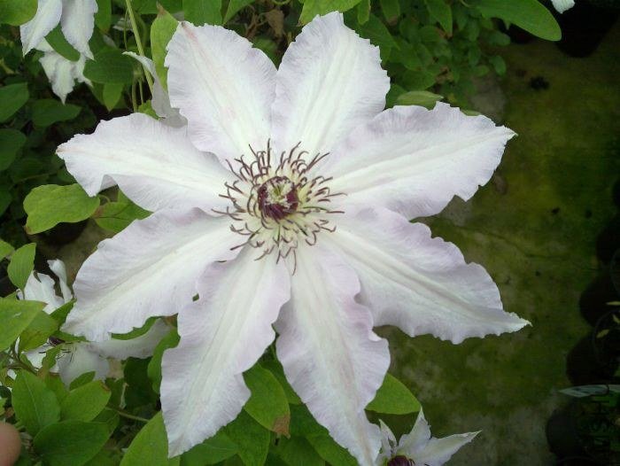 clare de lune2 big.jpg
