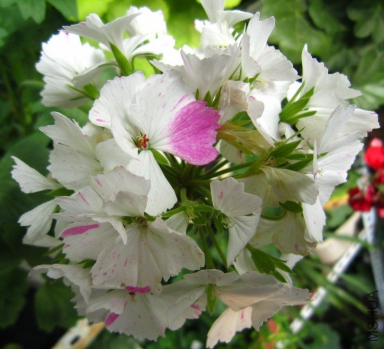 ��Ҷ����