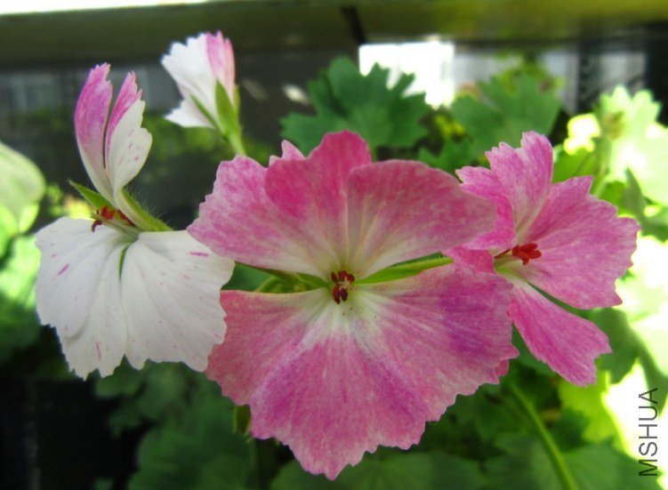 ��Ҷ����