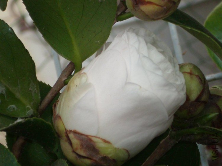 105304ktgbcb7w5dv1nzkk.jpg