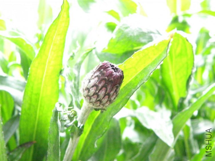 P1150087.JPG