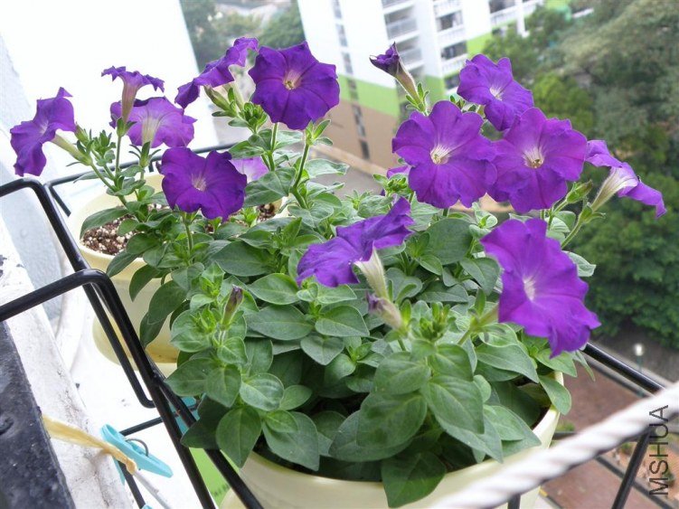 PA303734.JPG