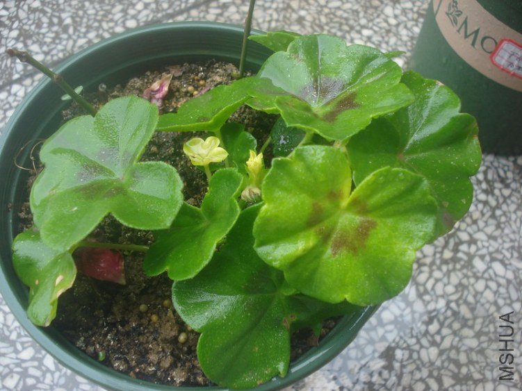 ����070�ϰ�˫ɫ