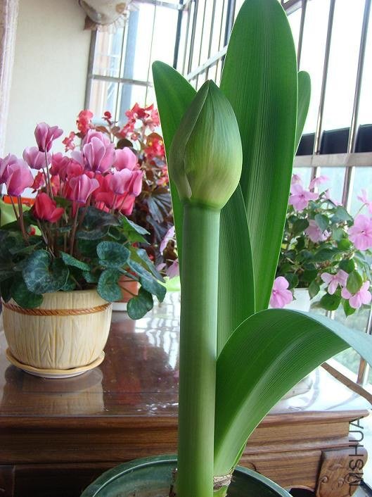 DSC06000.JPG