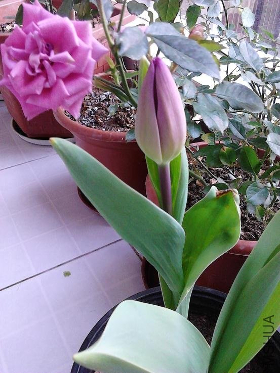 IMG_20130113_165019.jpg