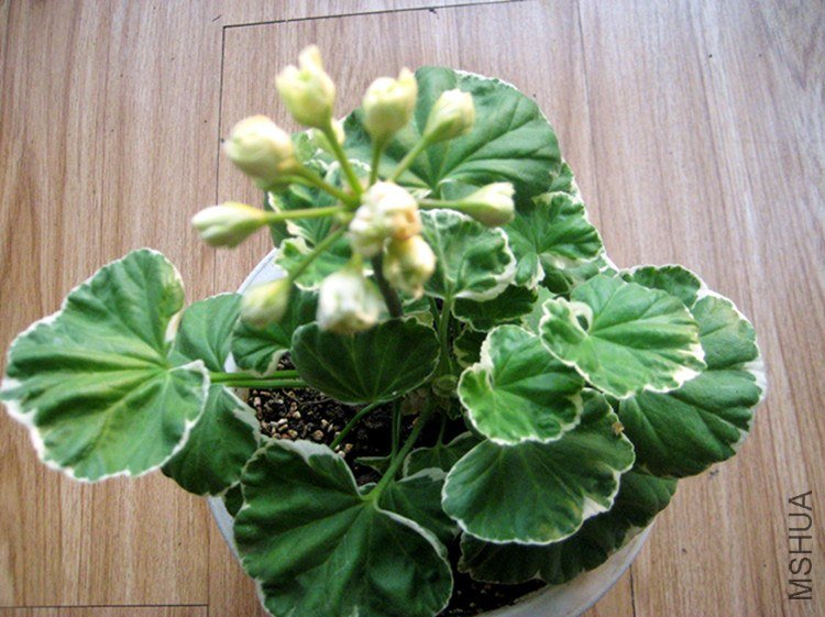 ��Ƭ 072_����.jpg