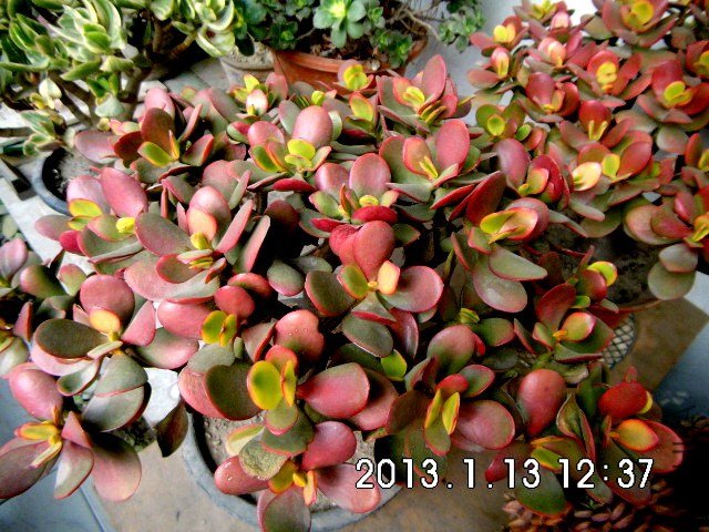 DSCI0057.jpg