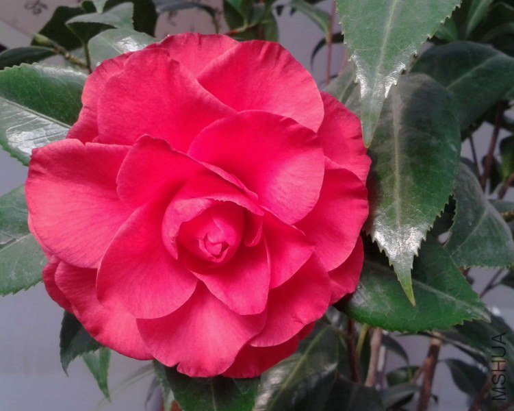 20130113_124258.jpg