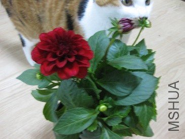 IMG_2703.jpg