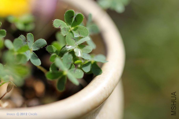 Oxalis lobata mini.JPG