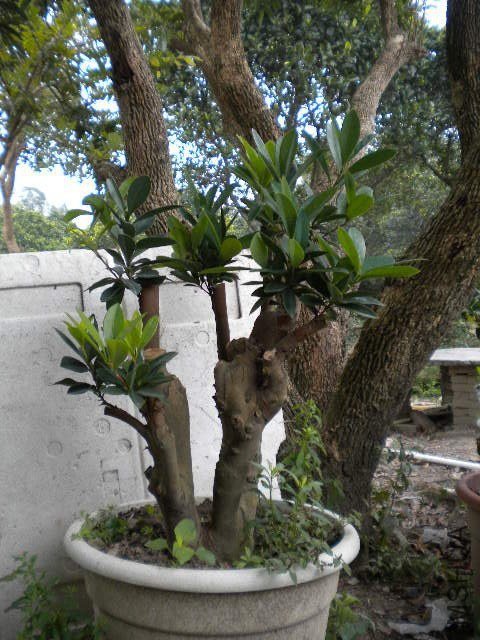 DSCN5119.JPG