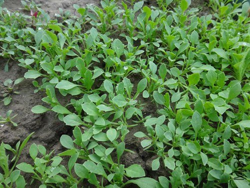 1 ��������.jpg