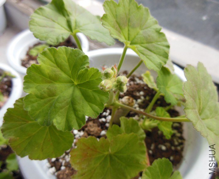 QQ��ͼ20130115082424.jpg