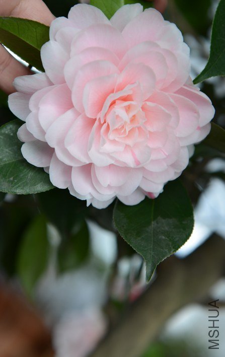 DSC_0367.JPG