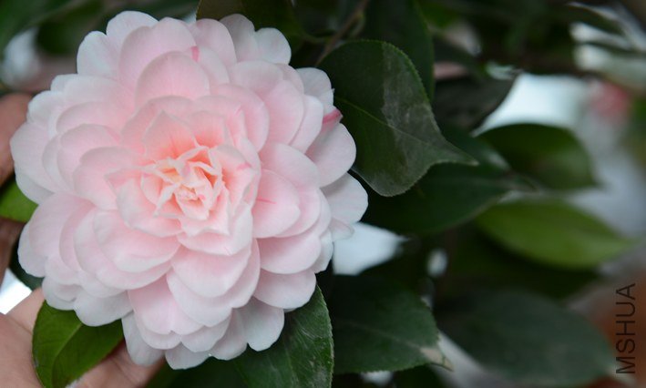 DSC_0368.JPG