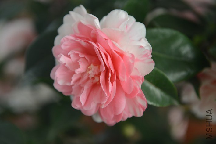 DSC_0399.JPG